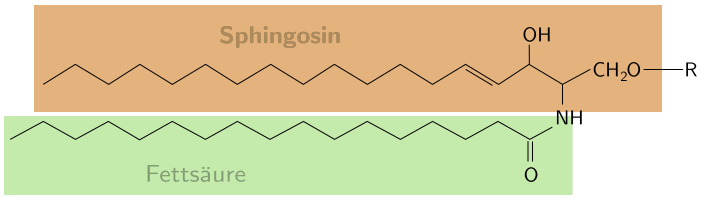 Inhaltsstoffe Wimpernserum - Glycosphingolipide